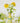 Bud Vase - 33