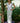 Paxos Floaty Trousers -  White and Lime