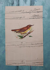 Indian Bird Painting 111